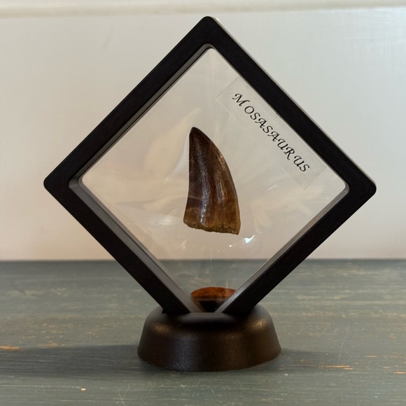 Mosasaurus Fossil Tooth Display - Picture 1 of 2